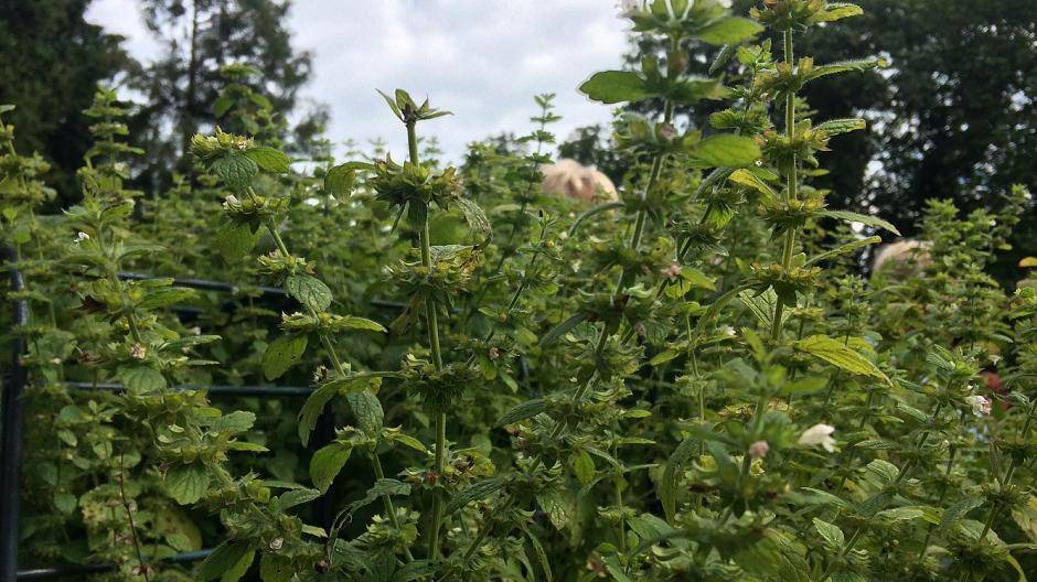 Melisse hilft gegen Schlafstörungen, äußerlich angewendet auch gegen...