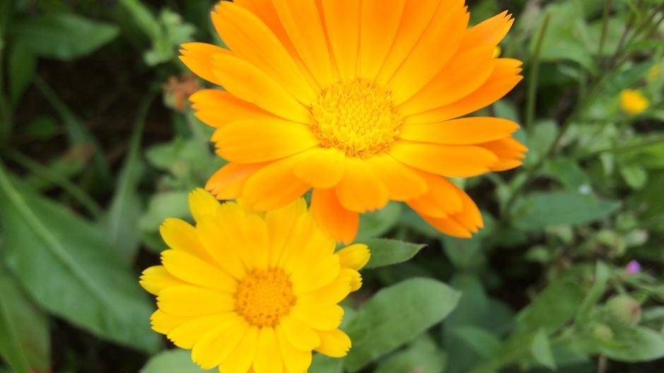 Die hübsche Ringelblume hilft bei Hauterkrankungen und...