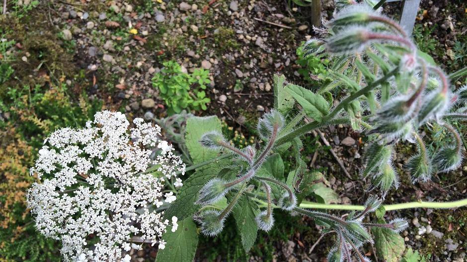 Boretschhilft wird gegen Neurodermitis...