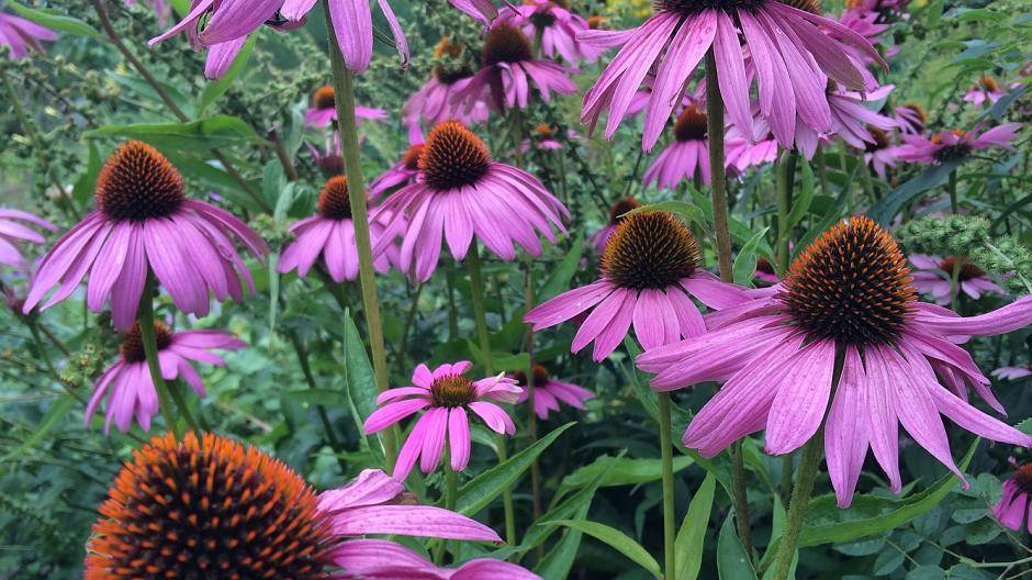 Sonnenhut stärkt das...