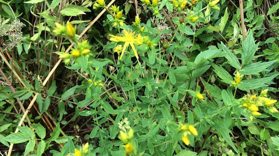 Johanniskraut soll Depressionen lindern. Aus ihm kann auch Massageöl hergestellt...