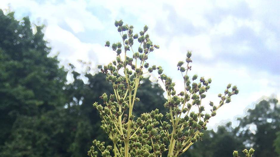 Mädesüß hilft bei Erkältungskrankheiten und bring Patienten zum...