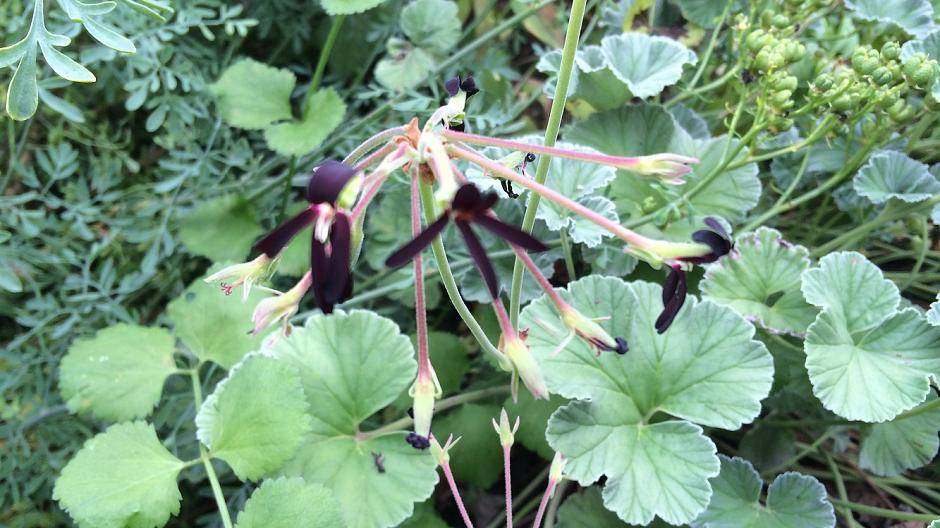 Aus Umckaloabo wird ein Hustenmittel...