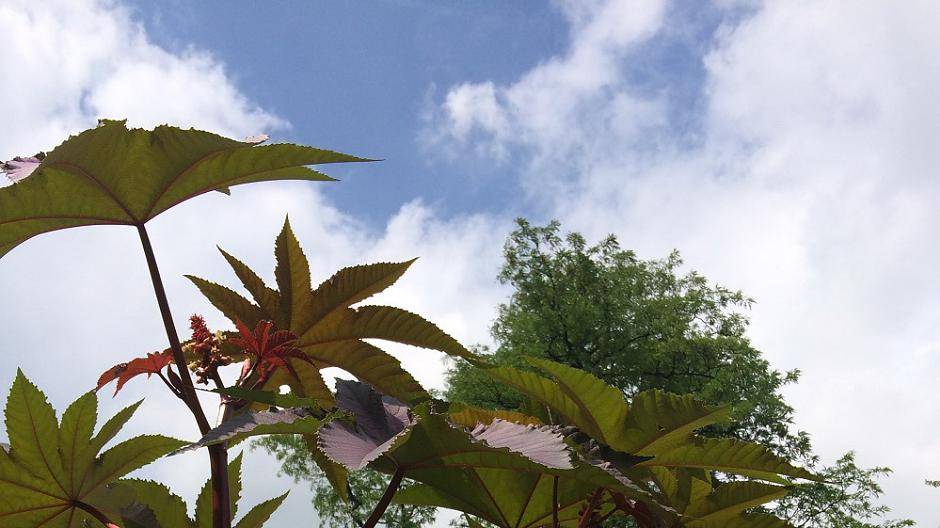 Der Wunderbaum ist giftig. Aus ihm kann jedoch Öl gewonnen werden, das gegen...