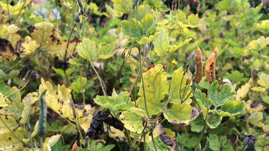 Schöllkraut hilft bei Gallenkoliken und äußerlich gegen...