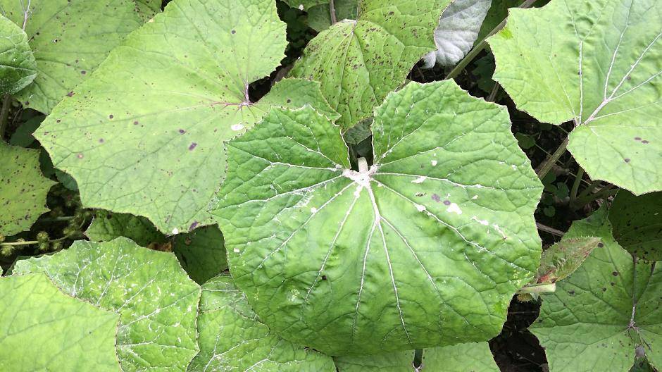 Huflattich wird als Hustenmittel...