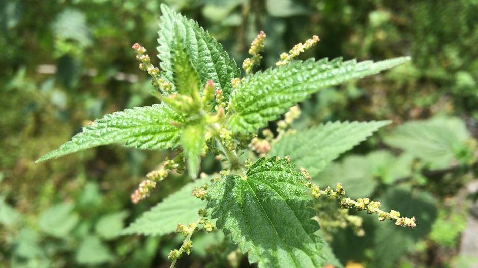 Die Brennessel hilft bei Harnwegs- und...
