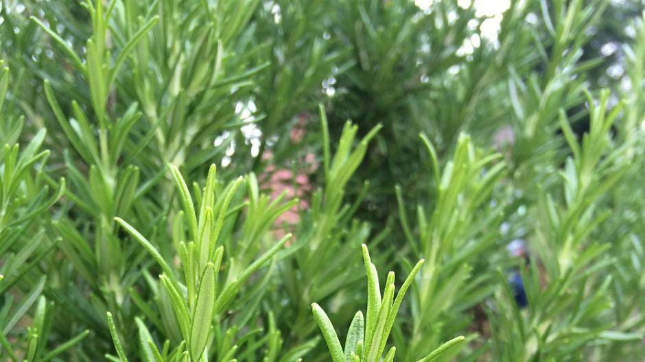 Rosmarin macht nicht nur in der Küche Sinn. Er wird auch gegen Hauterkrankungen und...