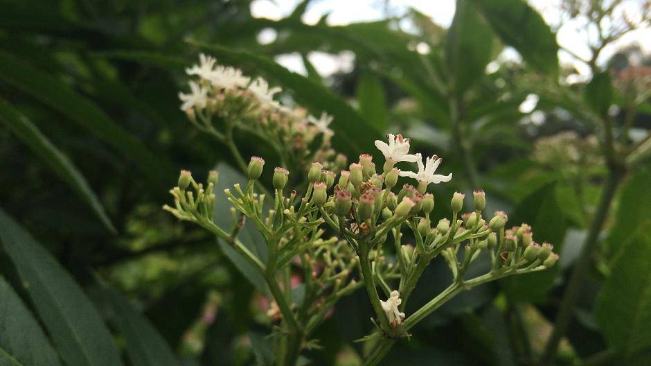 Zwergholunder hilft bei...
