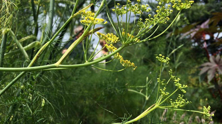Fenchel lindert Magenkrämpfe, Blähungen und Husten.    ...