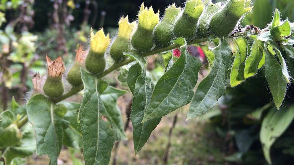 Auch das Bilsenkraut gehört zu den Giftpflanzen. Früher wurde es als krampflösendes...