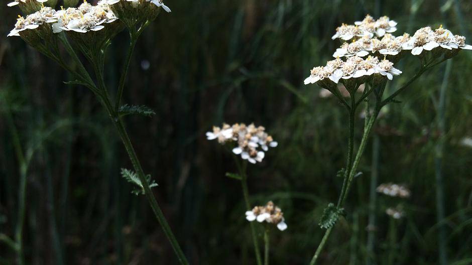 Schafgarbe lindert Verdauungsbeschwerden und...
