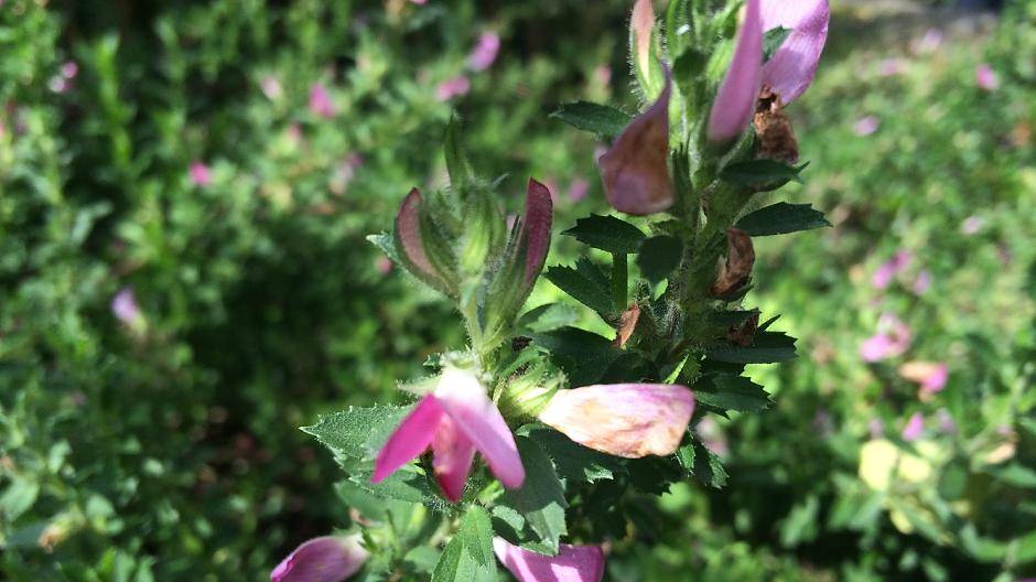 Hauhechel hilft bei...