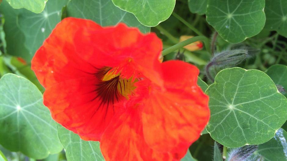 ...genauso wie die...