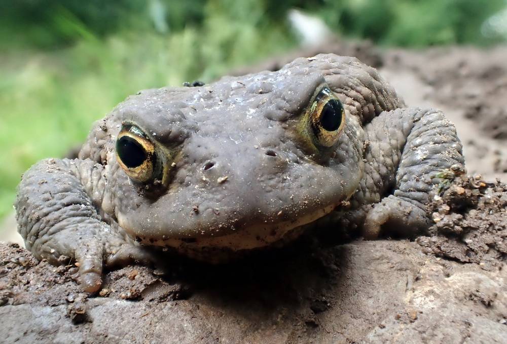  Eine Erdkröte. 