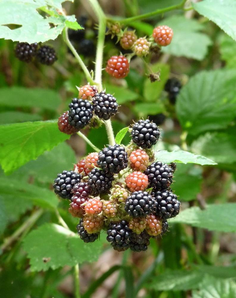 Brombeeren — nicht nur für Fressbotaniker