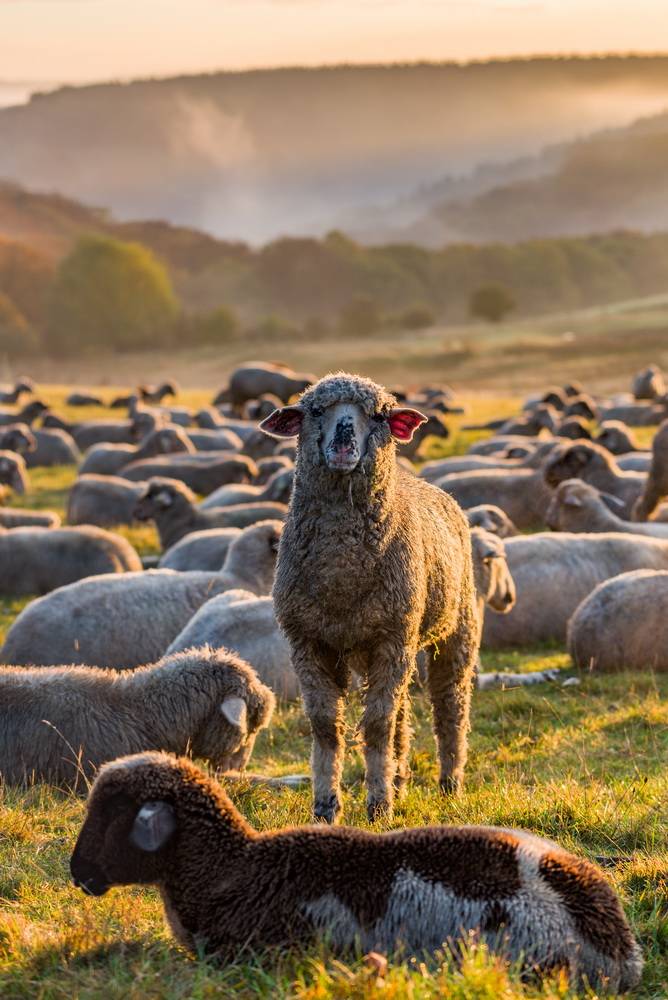 Schafe auf dem Scharpenacken