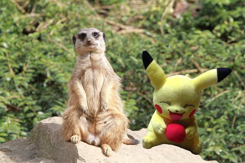 Zoo lädt zur Pokémon-Jagd ein