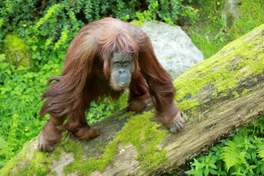 Grüner Zoo: Affen-OP vor Publikum