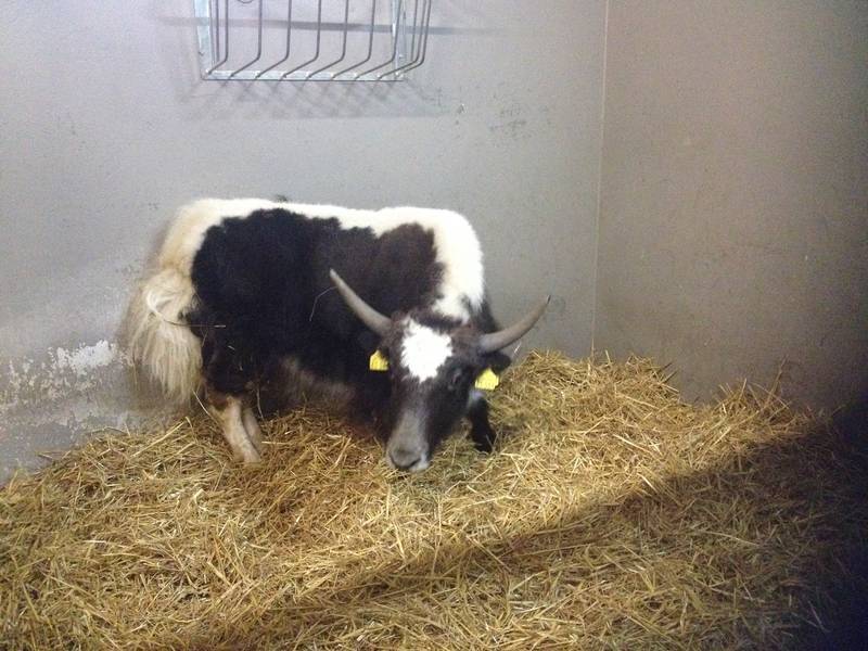  Zwei Yaks haben im Grünen Zoo Wuppertal ihr neues Zuhause gefunden. 