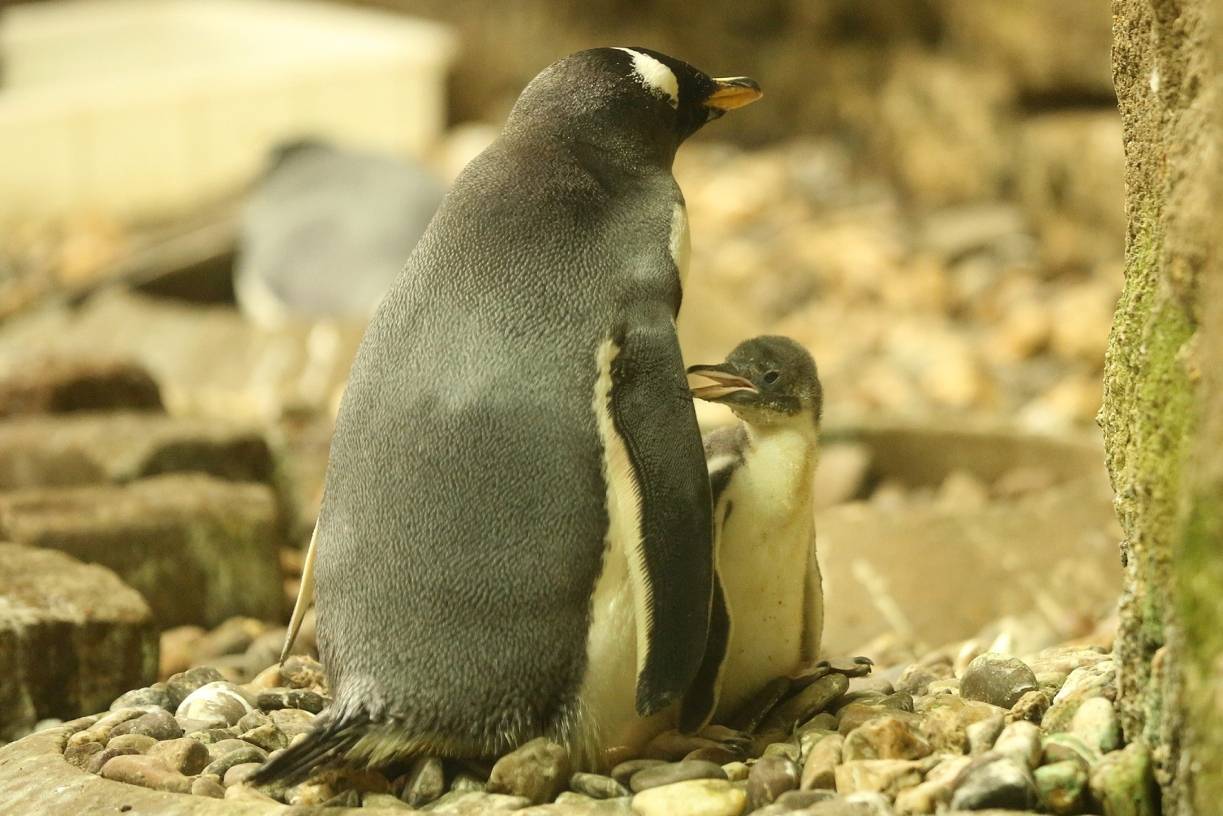 Pinguine haben Nachwuchs bekommen
