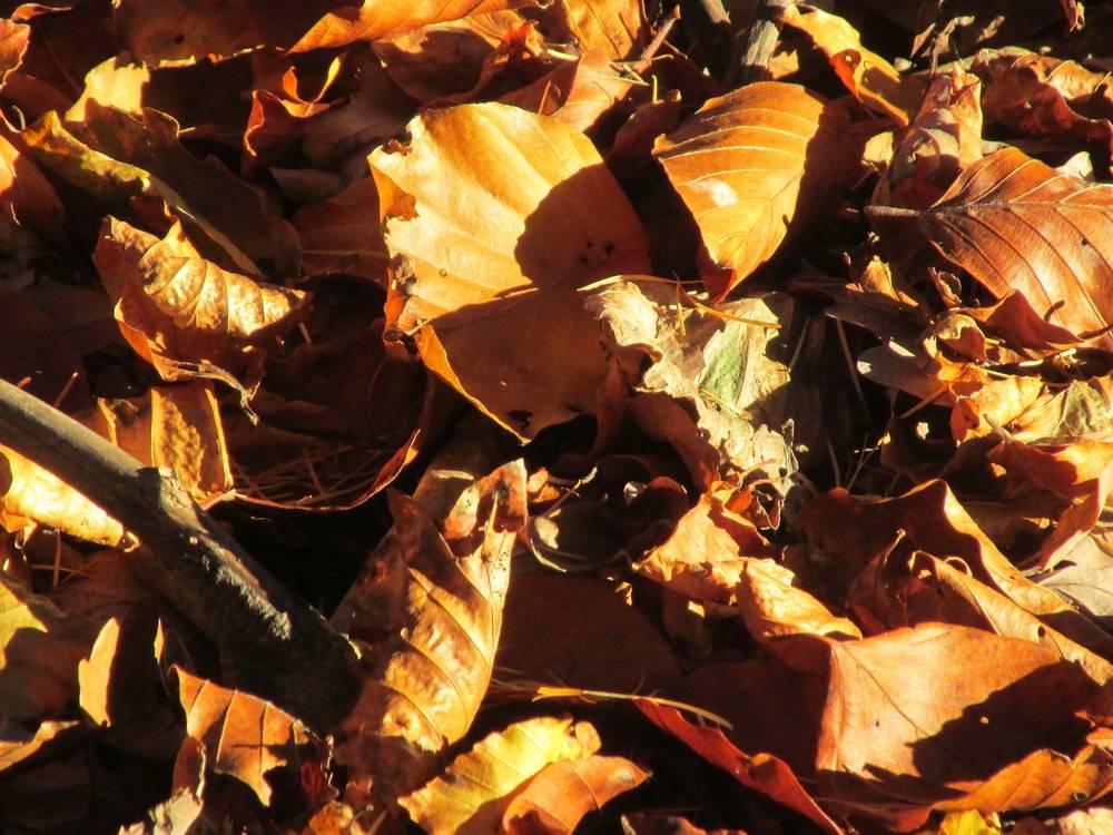  Nun fallen die Blätter in Hülle und Fülle. 