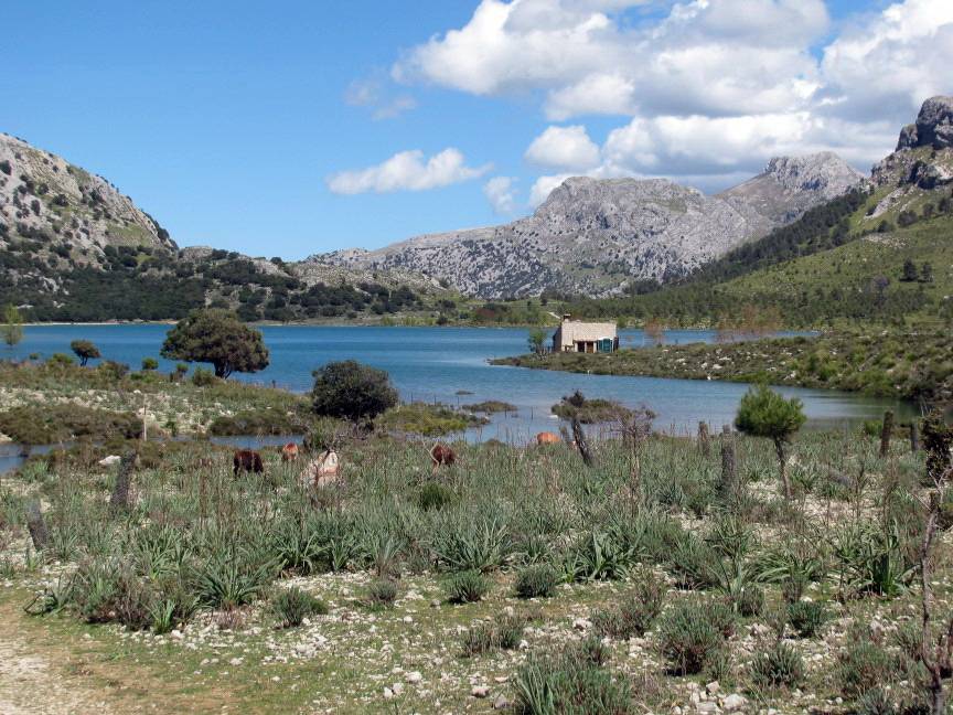  Der Cuber-Stausee auf Mallorca. 