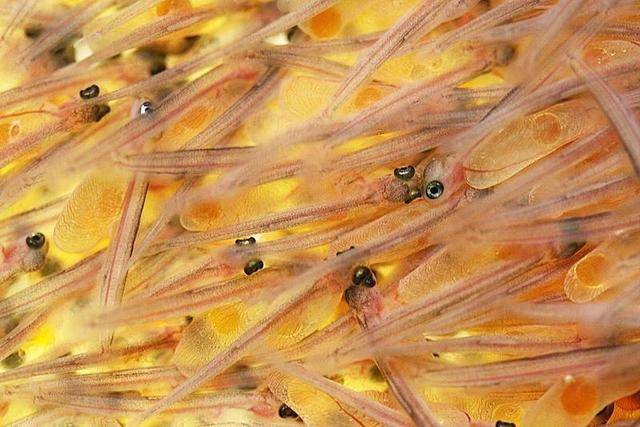  Früh übt sich, wer ein Fisch werden will. 