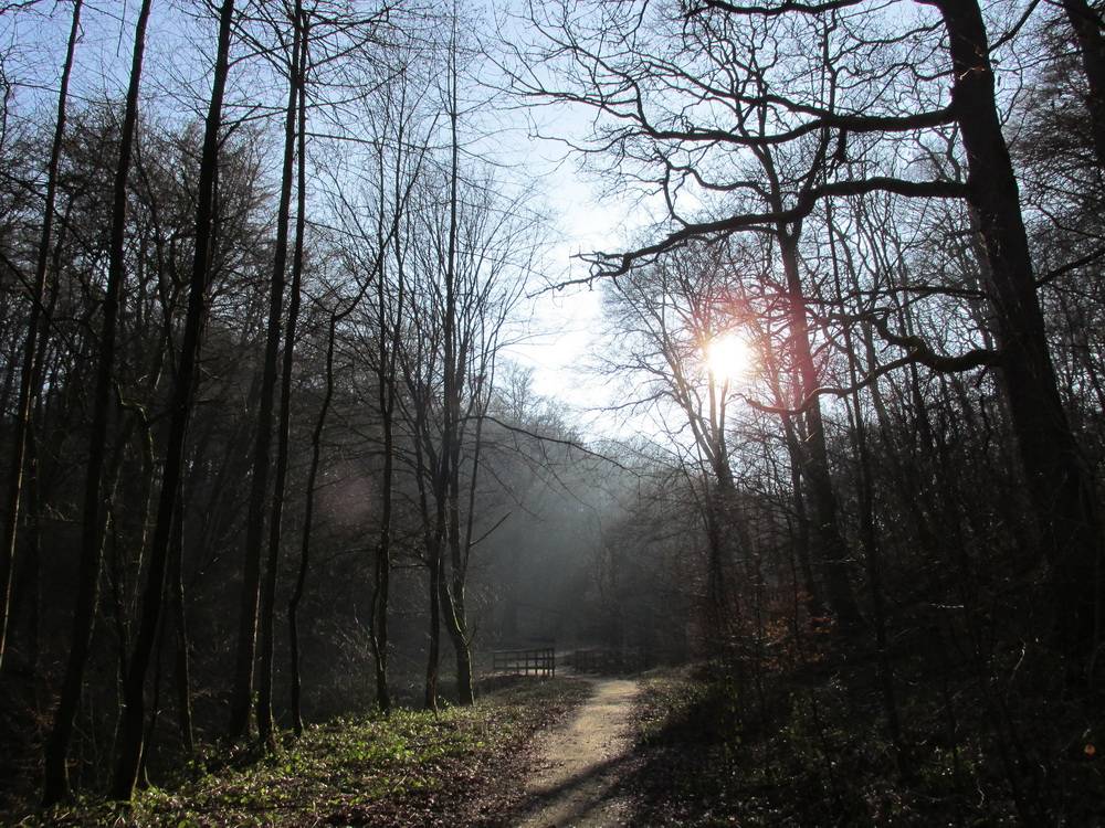 Leser-Foto: Wie im Märchenwald