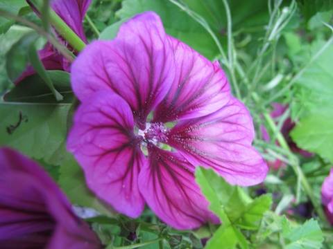  Die Mauretanische Malve. 