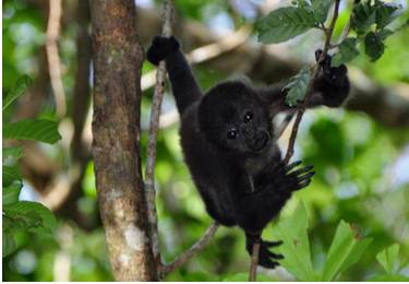 Faultiere, farbige Frösche...