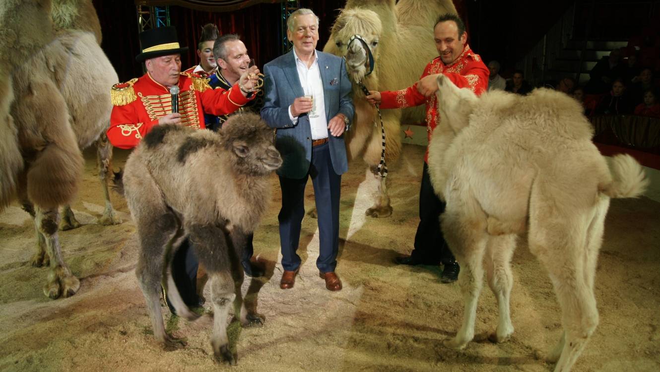  Stadtteilpolitik-Besuch in der Manege auf dem Carnaper Platz: FDP-Bezirksvertreter Harry Thomas taufte zwei Jung-Kamele des „Zirkus Busch“. 