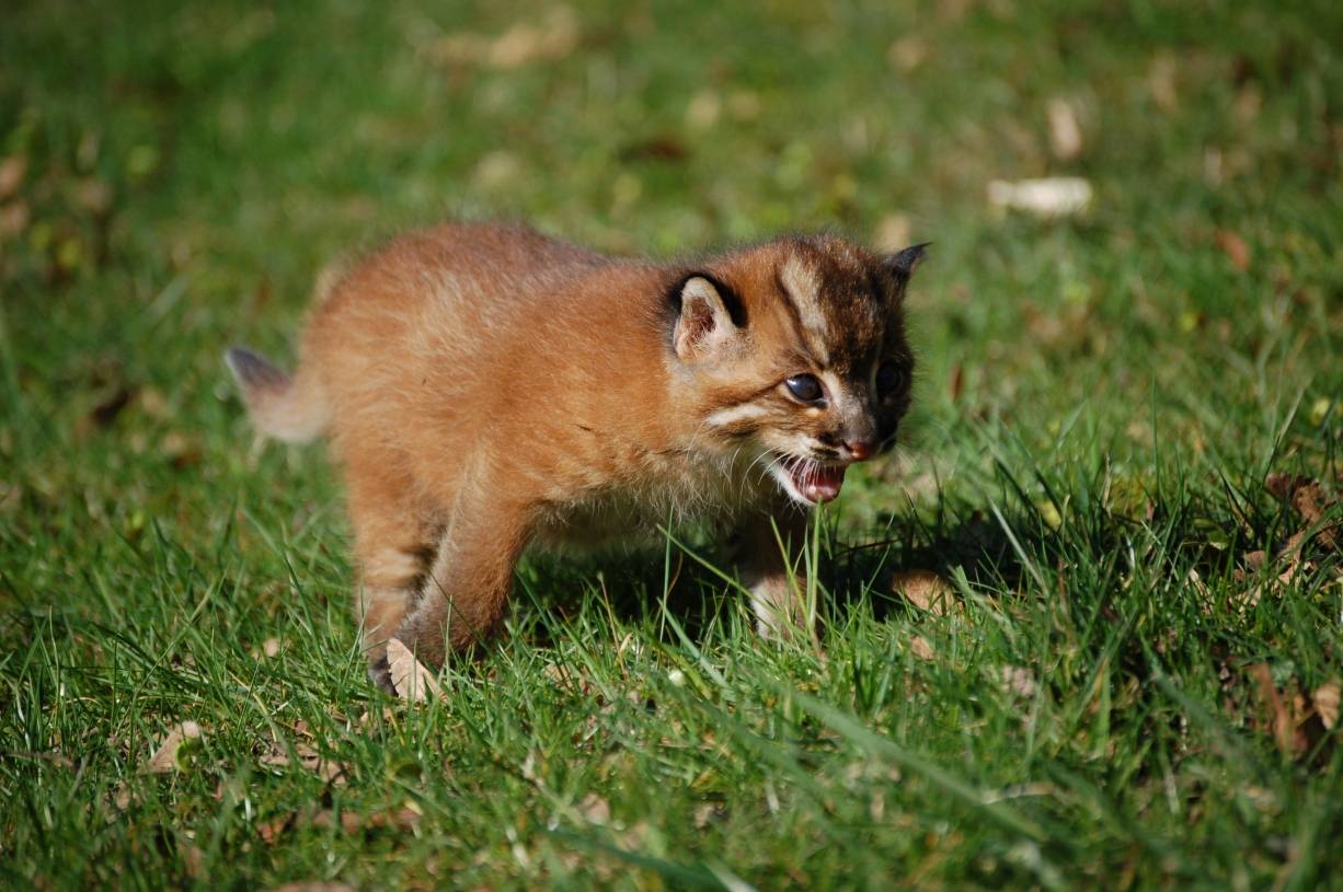 Zoo freut sich über seltenen Goldkatzen-Nachwuchs