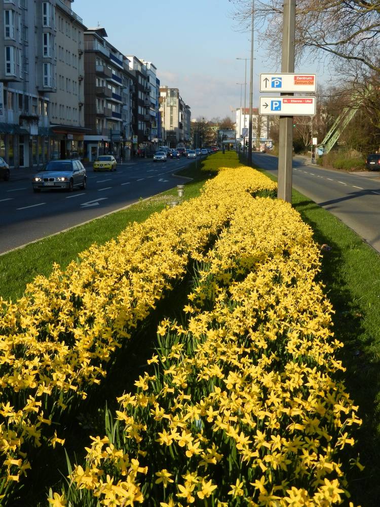  Fast wie in den Niederlanden ... 