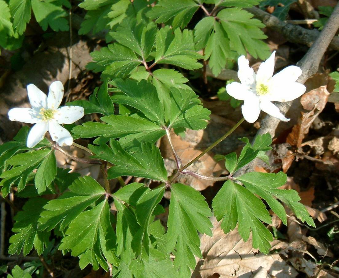 Zu den Frühjahrsblühern