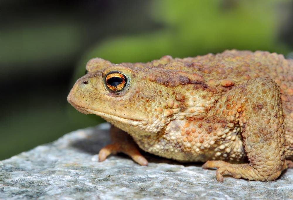  Bitte helfen Sie mir über die Straße ... 