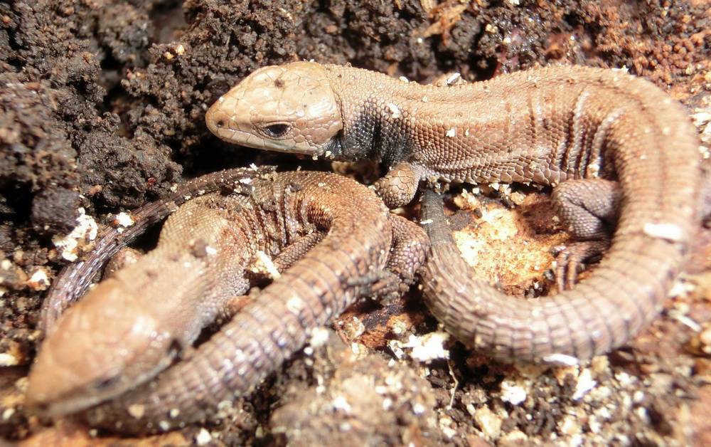 Leserfoto: Zwei Sonnenanbeter