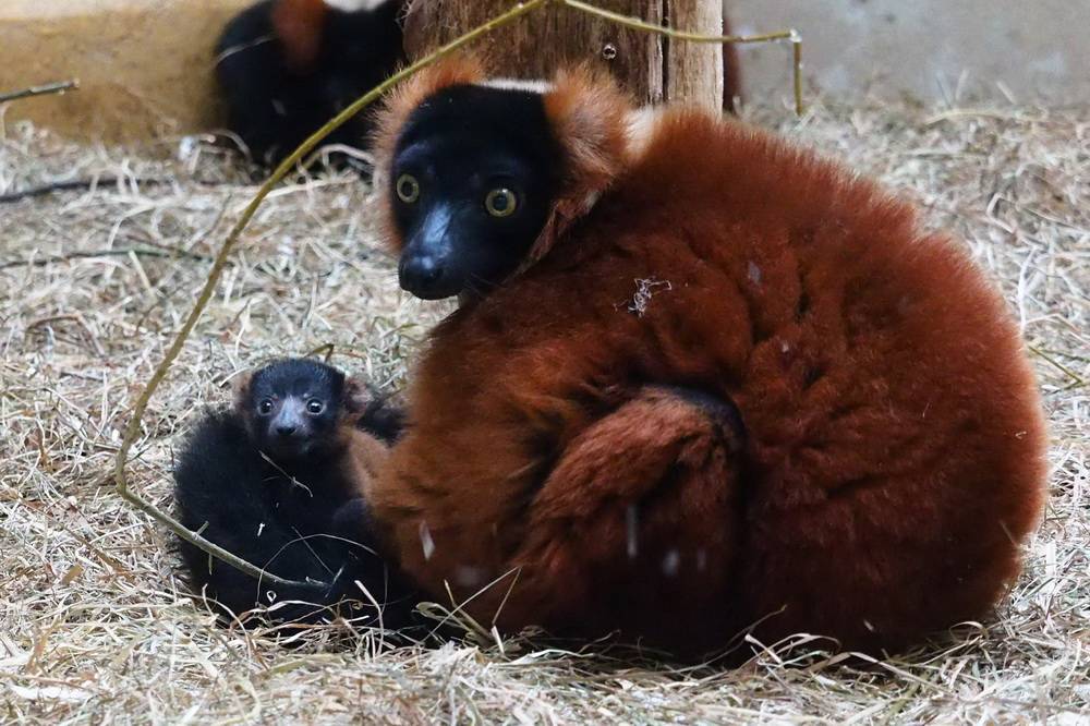 Neue Jungtiere im Zoo