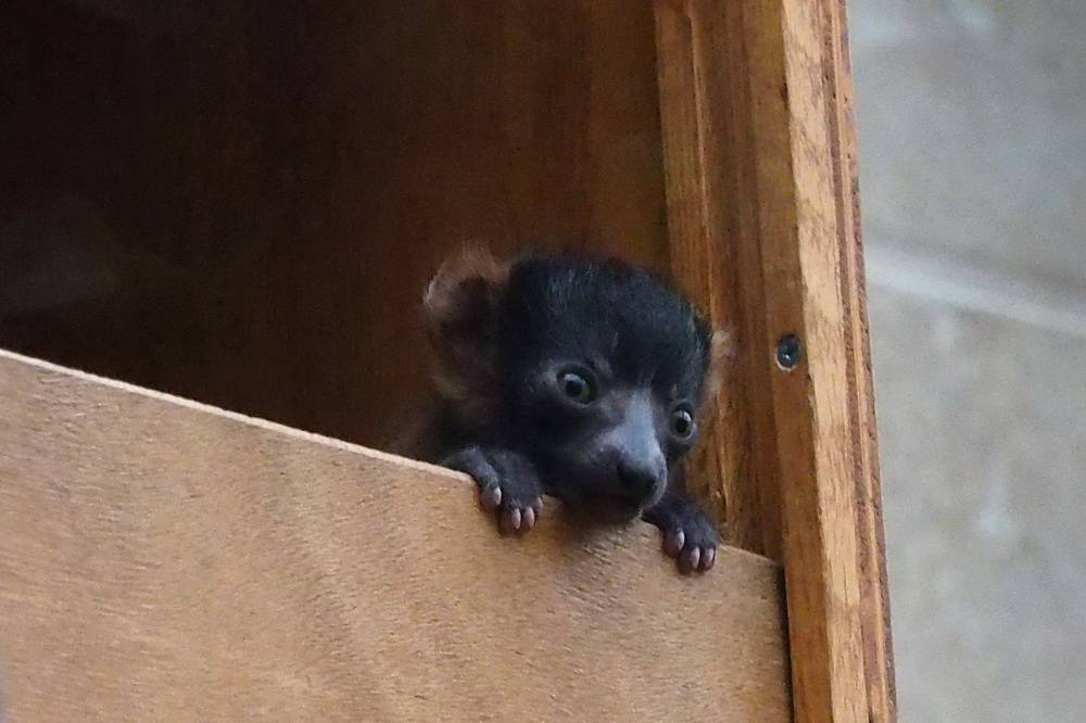  Der Vari erkundet die (Zoo-)Welt. 