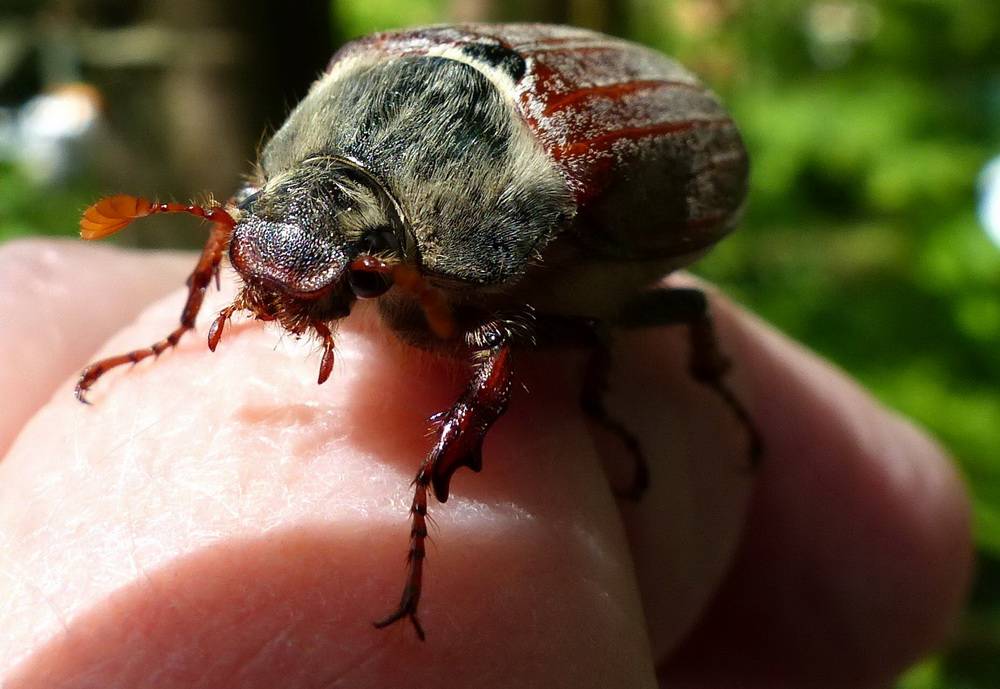  Harmonie zwischen Mensch und Tier. 