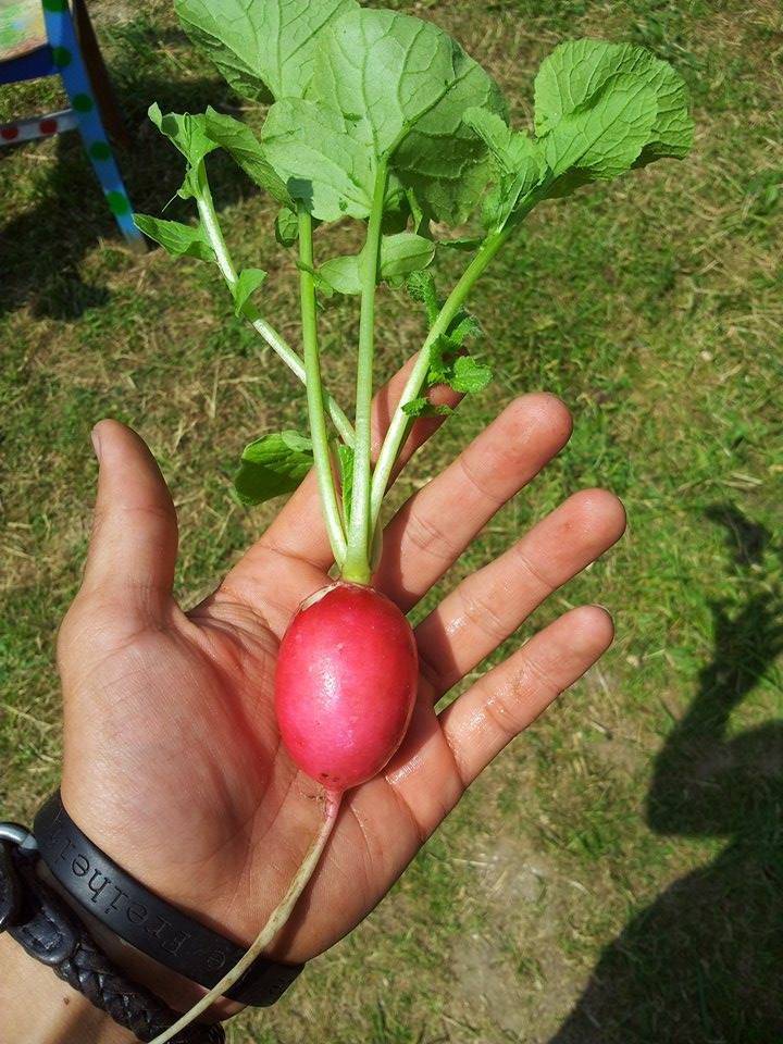  Nicht nur leckere, große Radieschen wachsen bereits in der "PflanzBar", dem Mitmachgarten auf der Hilgershöhe...  