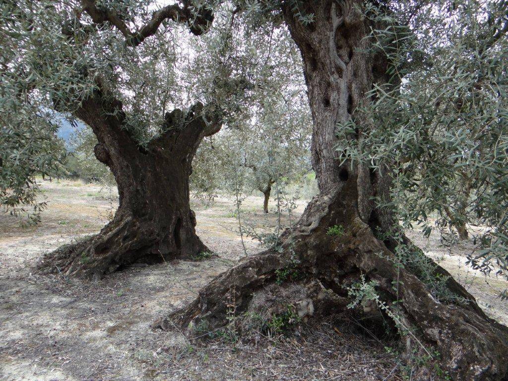 „Faszination Baum“...