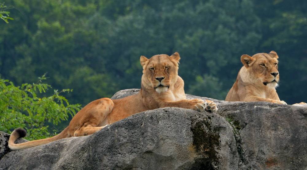 Leser-Foto: Kleines Nickerchen...