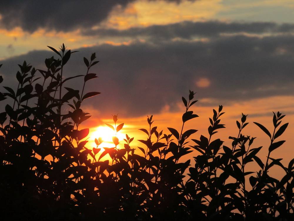 Leser-Foto: Sonnige Vorboten