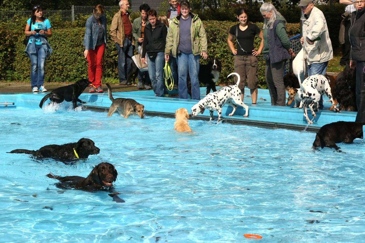  Zwei- und Vierbeiner hatten im vergangenen Jahr viel Spaß beim Hundeschwimmen im Freibad Eckbusch. 