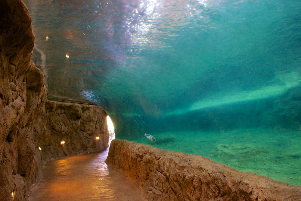  Die 2009 eröffnete Anlage für die Königspinguine mit dem 15 Meter langen Tunnel. 