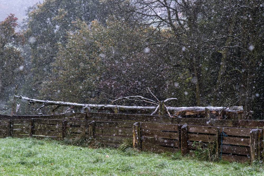 Leser-Foto: Der erste Schnee