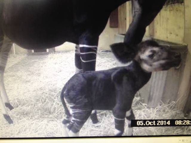  Das Okapi-Junge entwickelt sich bislang gut. 