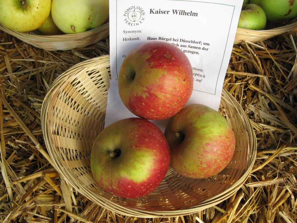 Kaiser Wilhelm und das Seidenhemdchen