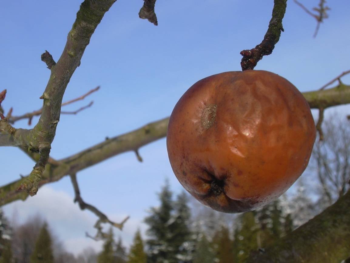 Apfelfest für Groß und Klein